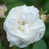 Blanche Moreau