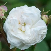 Blanche Moreau