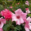Dainty Bess