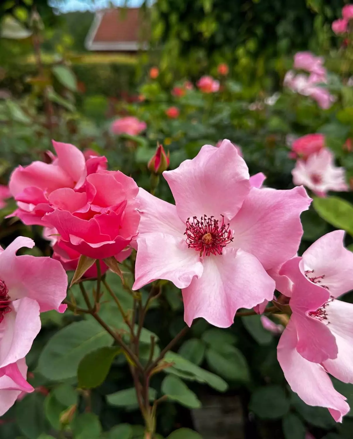 Dainty Bess