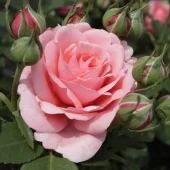 Elaine Paige