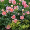 Dornburger Schlossrose