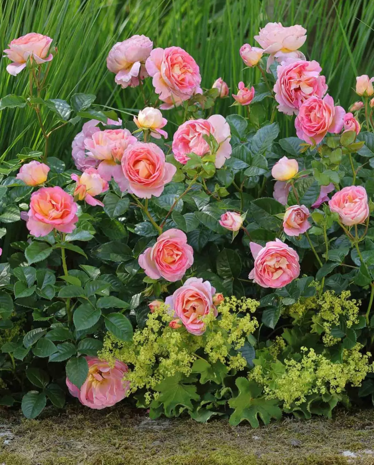 Dornburger Schlossrose