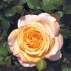 Scented Memory