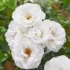 Margaret Merril