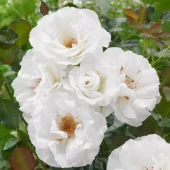 Margaret Merril