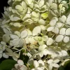 Hydrangea pan. 'Bombshell'  C2.5