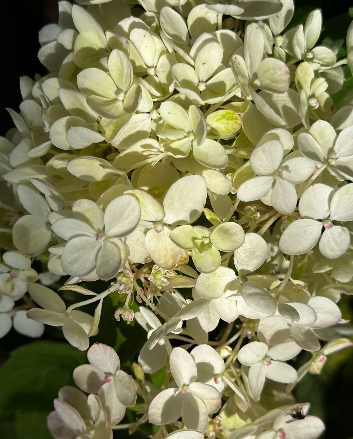 Hydrangea pan. 'Bombshell'  C2.5