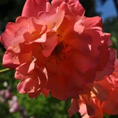 gallery-185-for-100407