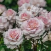 A Whiter Shade of Pale