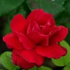 Hanne