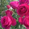 Tantau Rose Goethe