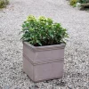 Hydrangea pan. 'Groundbreaker Ruby'®