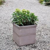 Hydrangea pan. 'Groundbreaker Ruby'®