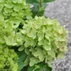 Hydrangea pan. 'Groundbreaker Greeny'®