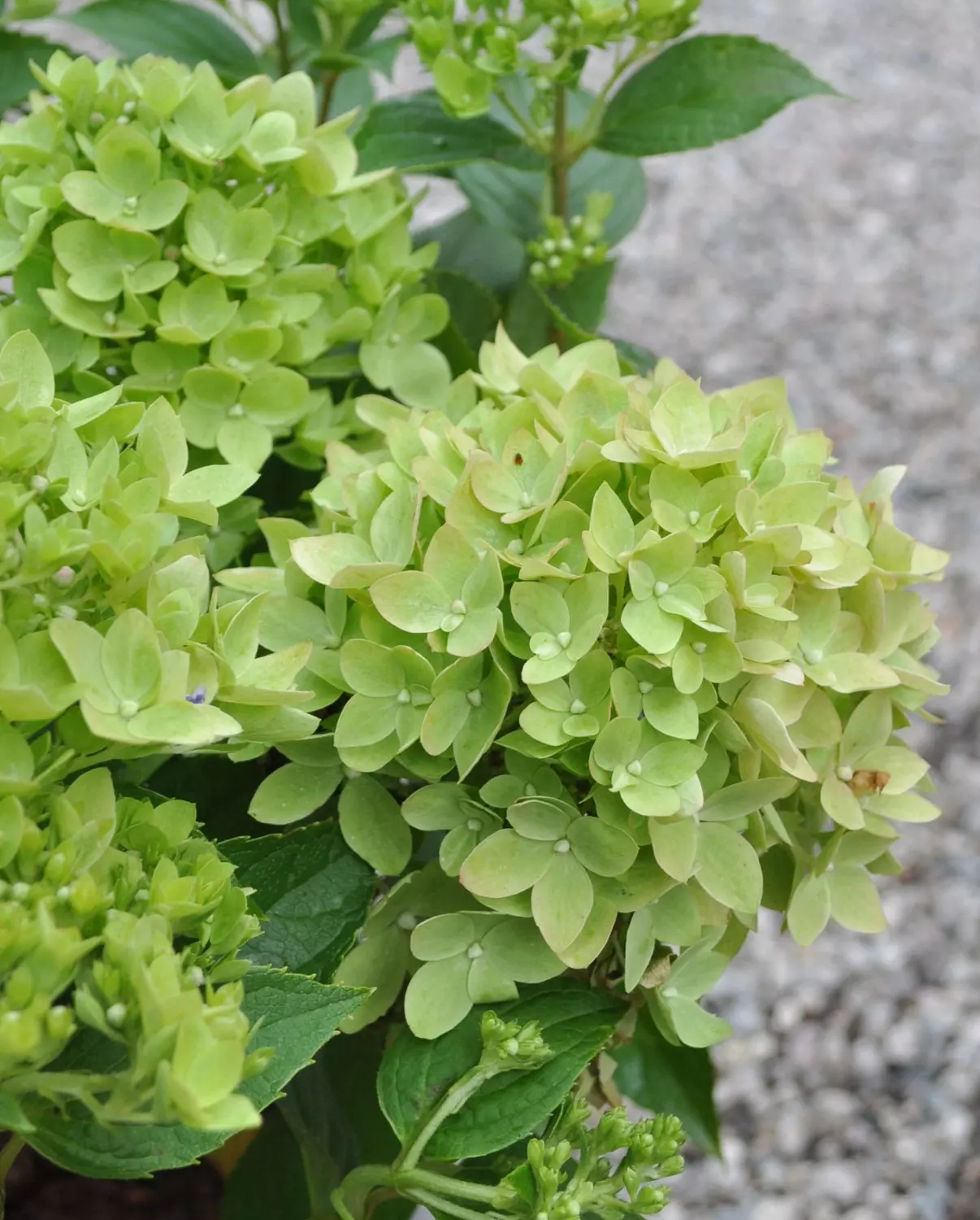 Hydrangea pan. 'Groundbreaker Greeny'®