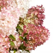 Hydrangea pan. 'Groundbreaker Blush'®