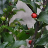Ilex meserv. 'Blue Princess' 5L