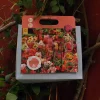 Flowery Garden 20 stk.