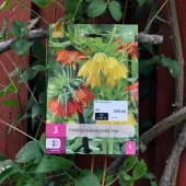 Fritillaria imperialis mix 3 stk.
