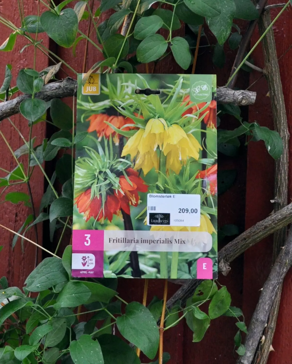 Fritillaria imperialis mix 3 stk.