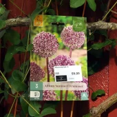 Allium Summer Drummer 3 stk.
