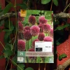 Allium sphaerocephalon 25 stk.