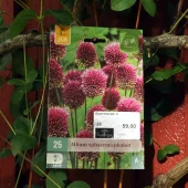 Allium sphaerocephalon 25 stk.