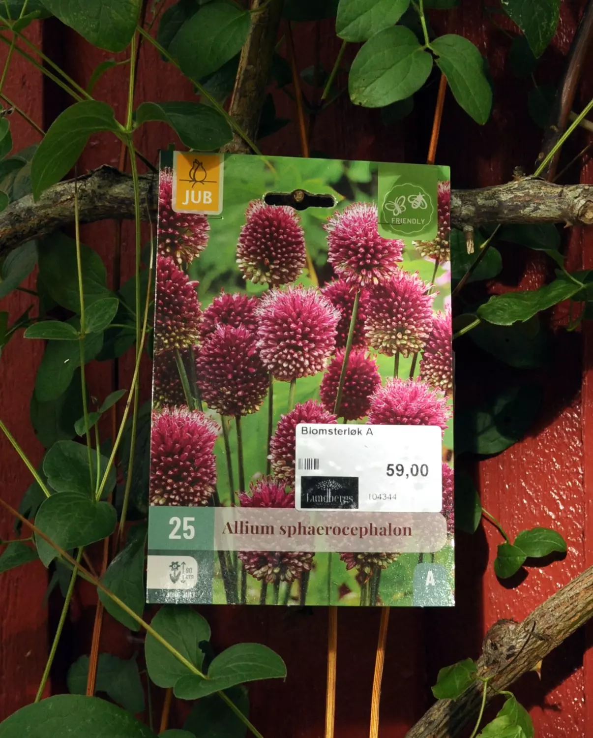 Allium sphaerocephalon 25 stk.