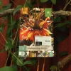 Fritillaria imp. Sunset 1 stk.