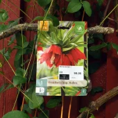 Fritillaria imp. Rubra 1 stk
