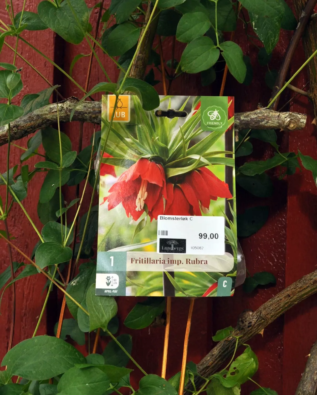 Fritillaria imp. Rubra 1 stk