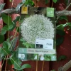 Allium Mount Everest 1 stk.