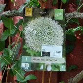 Allium Mount Everest 1 stk.