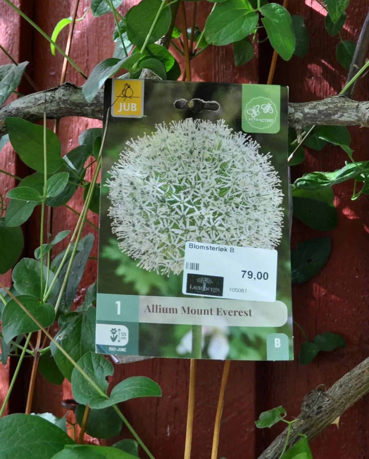 Allium Mount Everest 1 stk.
