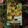 Crocus species Advance 15 stk.