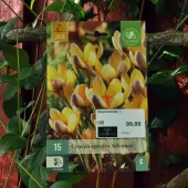 Crocus species Advance 15 stk.