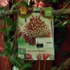 Allium Red Mohican 2 stk.