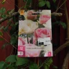 Tulipa Double Sensation 12 stk.