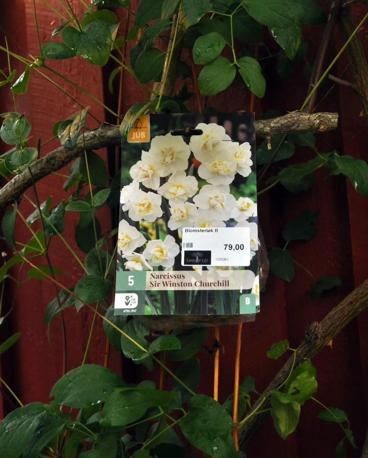 Narcissus Sir Winston Churchill 5 stk.