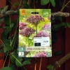 Allium atropurpureum 5 stk.