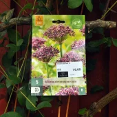 Allium atropurpureum 5 stk.