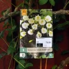 Narcissus White Petticoat 5 stk.