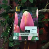 Tulipa Menton 7 stk.