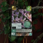 Crocus sativus 10 stk.