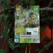 Allium siculum 5 stk.