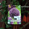 Allium Globemaster 1 stk.