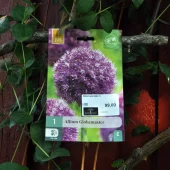 Allium Globemaster 1 stk.