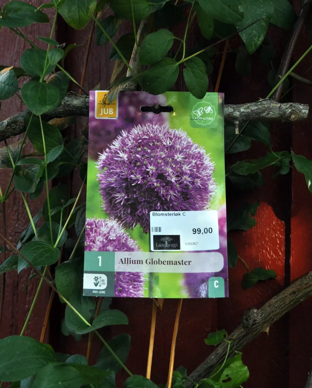 Allium Globemaster 1 stk.
