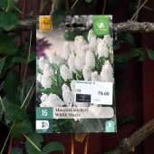 Muscari aucheri White Magic 15 stk.